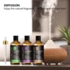 MAYJAM Oregano Essential Oil Fragrance Neroli Helichrysum Copaiba Turmeric Spearmint Anise Star 2024 New Aroma Oil