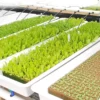 600/50x Rockwool Cubes Rockwool Grow Cubes Starter Plugs for Seed Starter Soilless Cultivation Hydroponics Plant Propagation