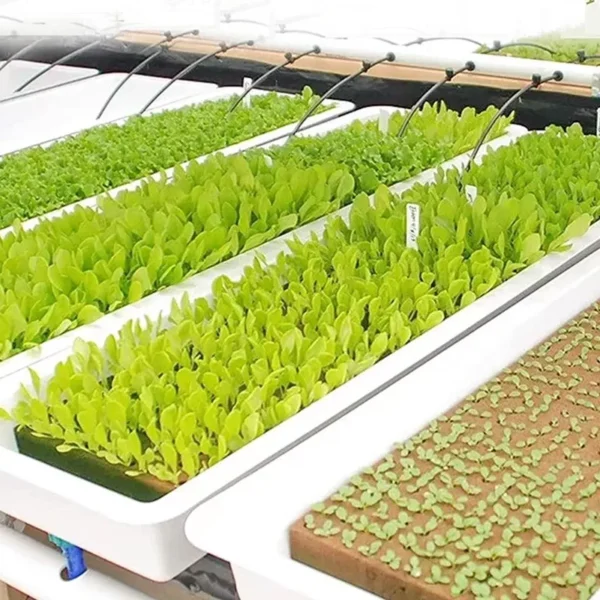 600/50x Rockwool Cubes Rockwool Grow Cubes Starter Plugs for Seed Starter Soilless Cultivation Hydroponics Plant Propagation